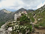 59 Ci accompgana il Camedrio alpino (Dryas octopetala)  con vista verso Cima Croce  